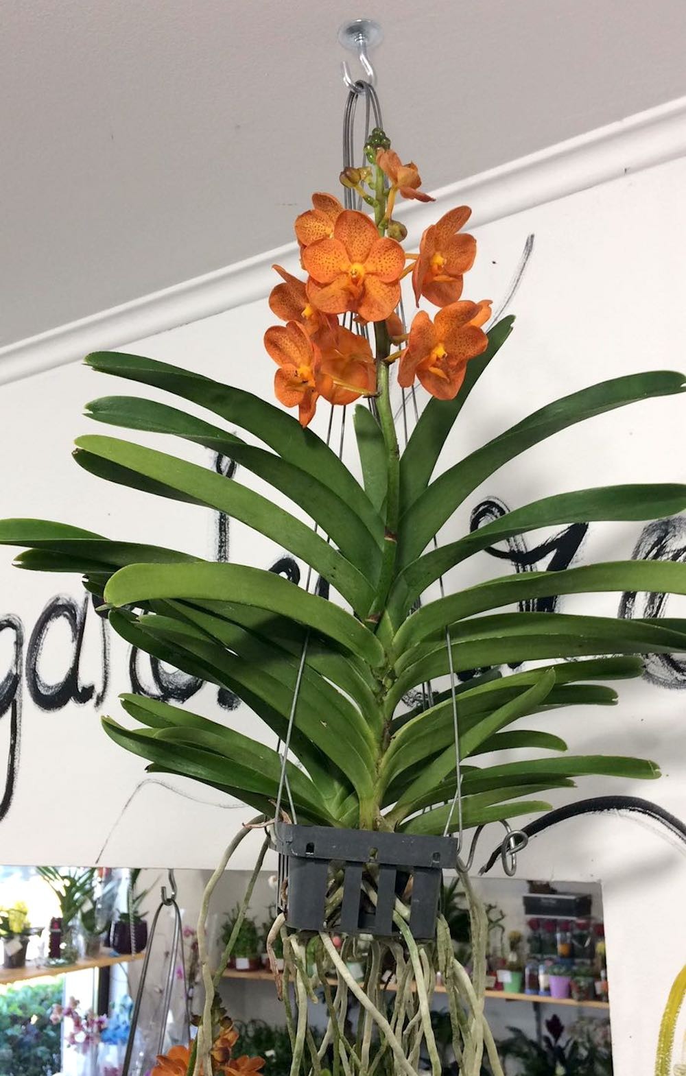 Orhidee Vanda portocalie Natcha Mandarin, pret atractiv online