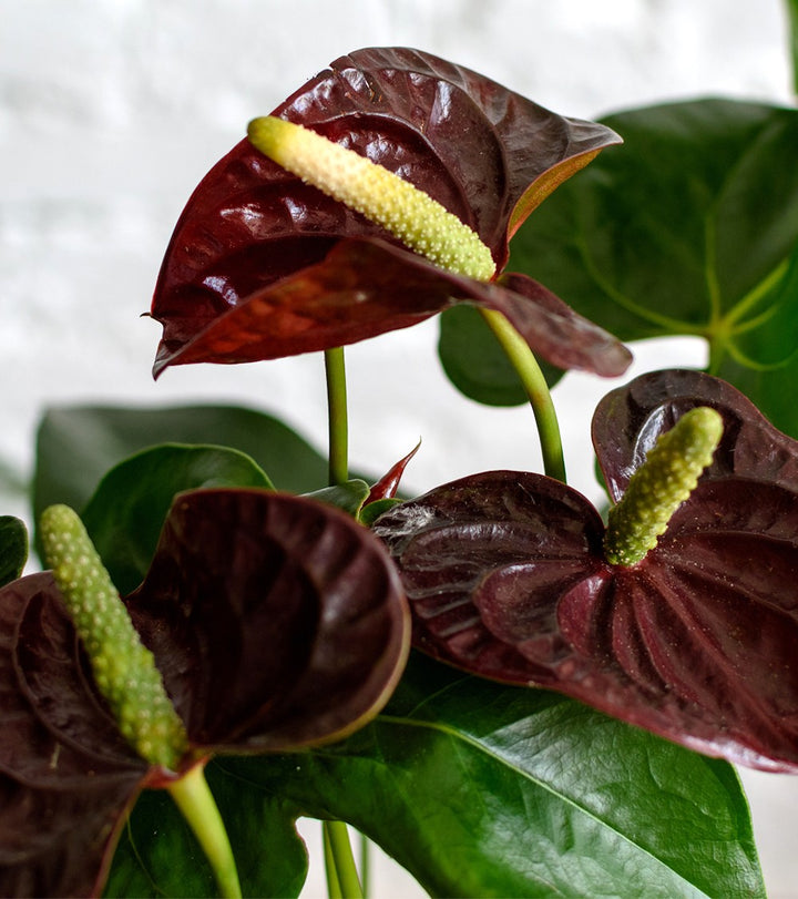 Anthurium Aramon, flori mari grena,  Floarea Flamingo, pret atractiv