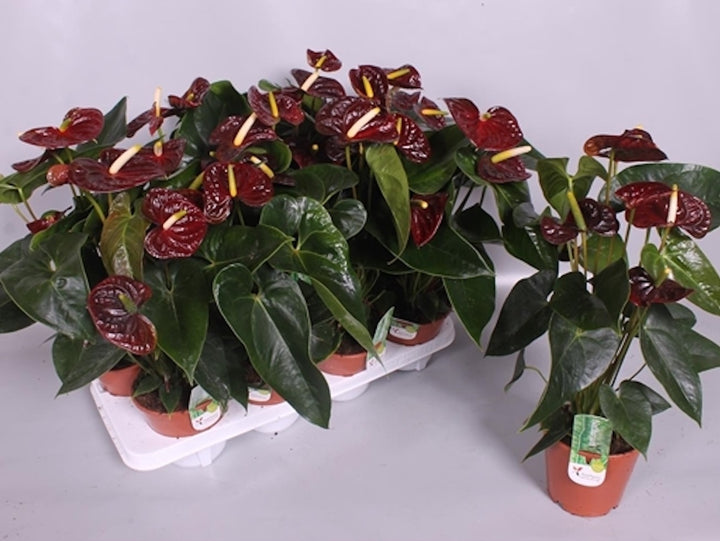 Anthurium Aramon, flori mari grena,  Floarea Flamingo, pret atractiv