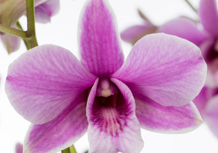 Orhidee Dendrobium roz Spring Eclipse la pret imbatabil si livrare!