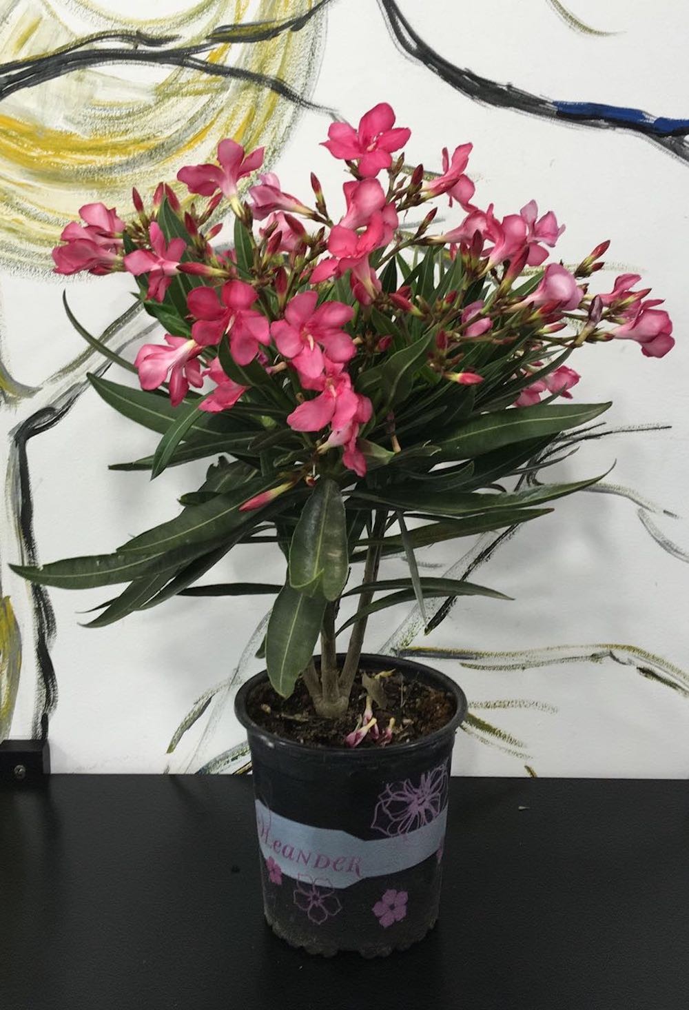 Leandru ciclam - roz la ghiveci -  Nerium Olander, in magazin sau online, pret special
