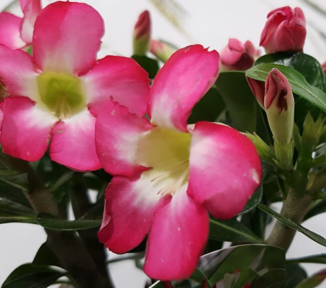 Comanda online Trandafirul desertului roz Adenium Obesum cu pret atractiv!
