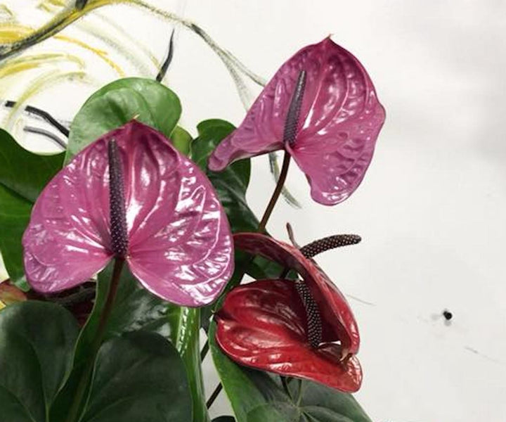 Anthurium Utah, flori mari spectaculoase,  Floarea Flamingo, pret atractiv