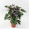 Anthurium Black Beauty, flori mari, de vanzare la pret atractiv, cu livrare rapida!