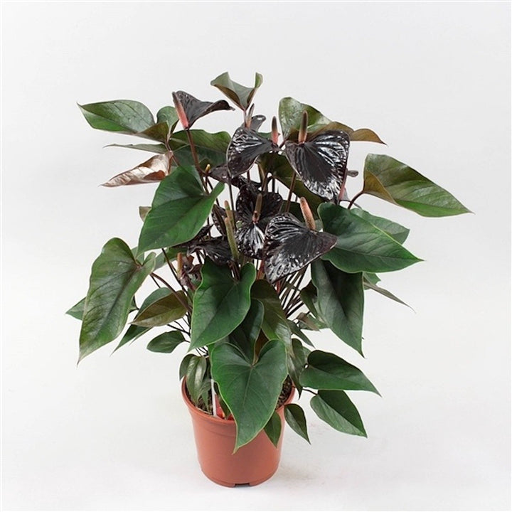 Anthurium Black Beauty, flori mari, de vanzare la pret atractiv, cu livrare rapida!