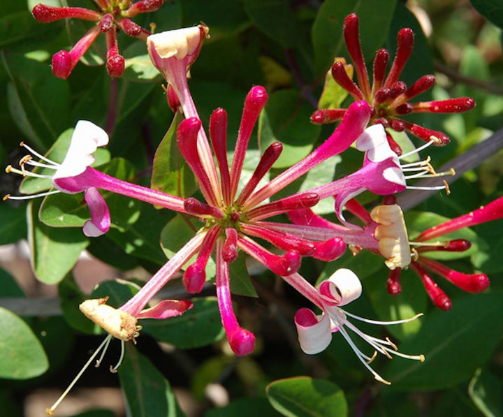 Lonicera periclymenum 'Belgica'