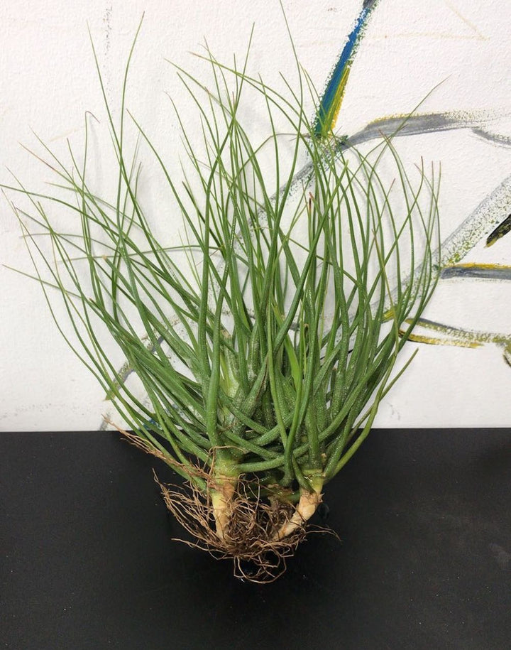 Aranjament Tillandsia rosie, disponibila in magazin online la pret special