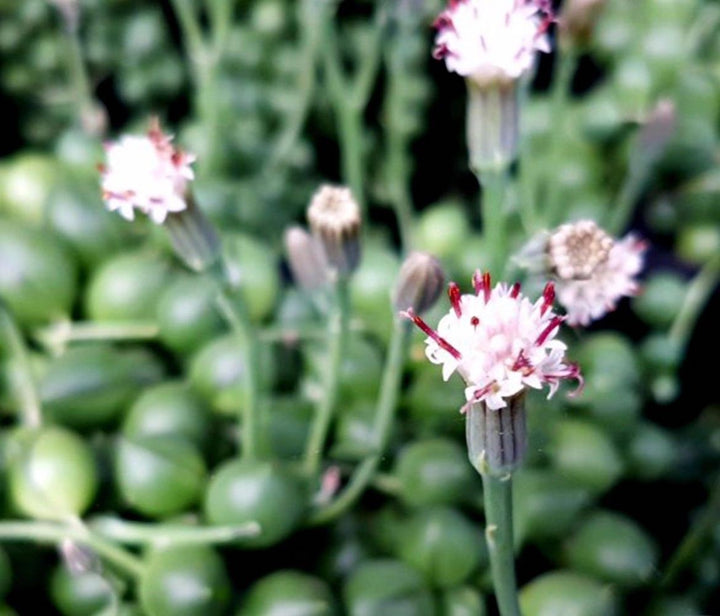 Senecio herreianus, planta mazare, de vanzare la pret atractiv