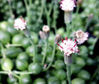 Senecio Herreianus (Planta guisante, Collar de cuentas)