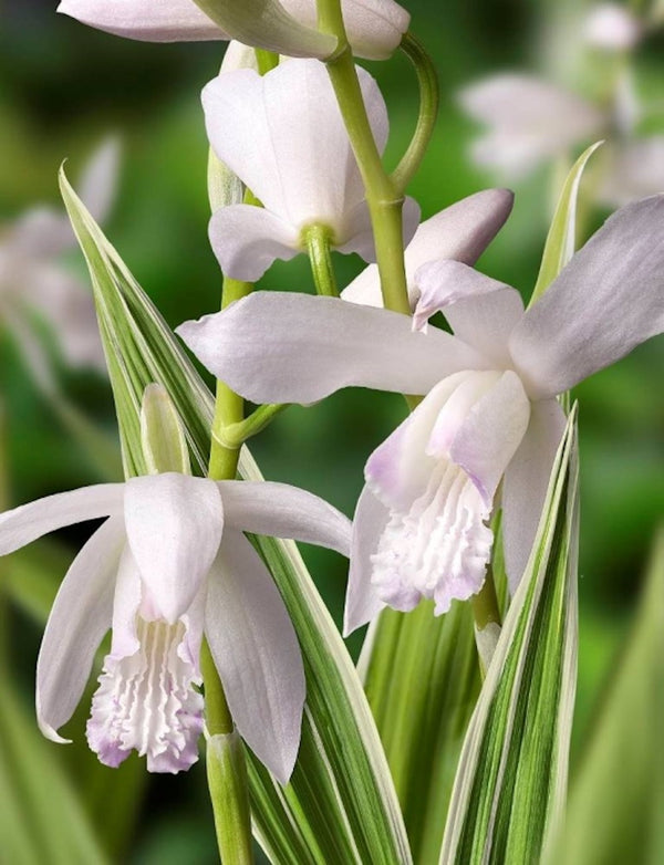 Comanda online Specii Orhidee de gradina Bletilla Striata Alba, pret special!