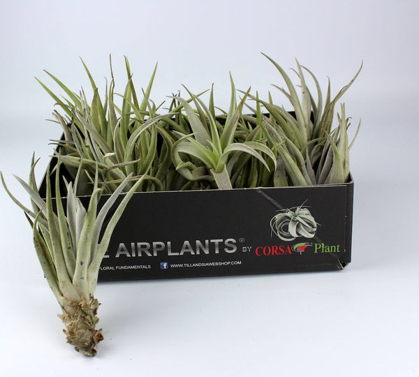 Plante aerofite Tillandsia Harrisii de vanzare - pret online imbatabil!