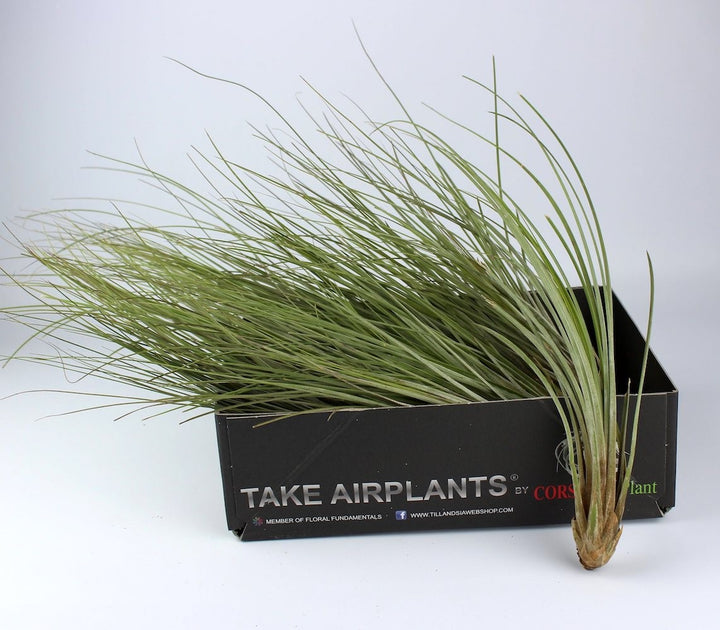 Plante aeriane Tillandsia Juncea - pret online imbatabil!