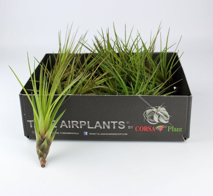 Comanda Planta aeriana Tillandsia Melanocrater - pret online imbatabil!