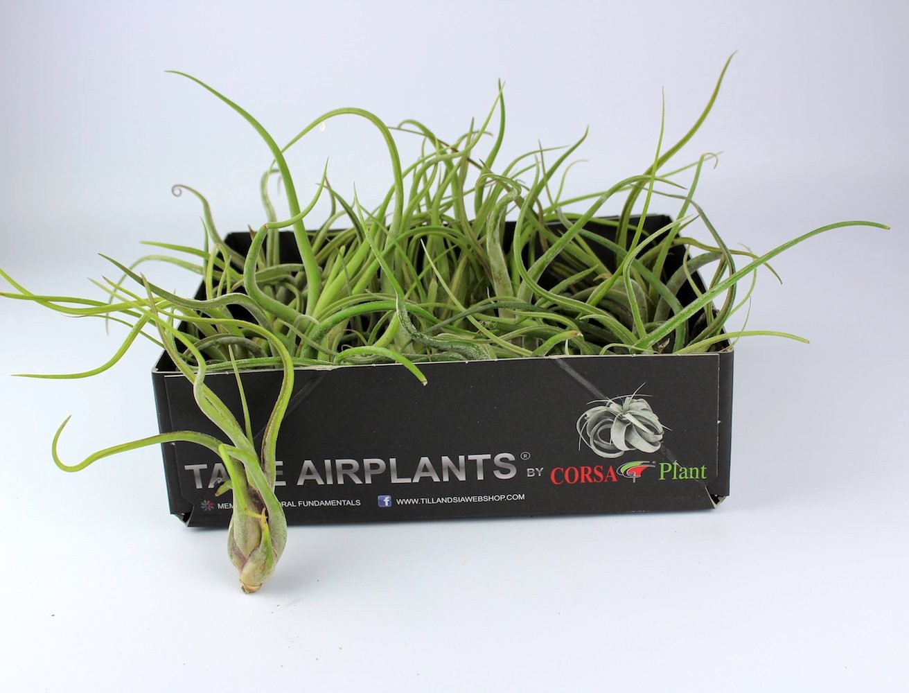 Comanda Planta aerofita  Tillandsia Caput Medusae - pret online imbatabil!