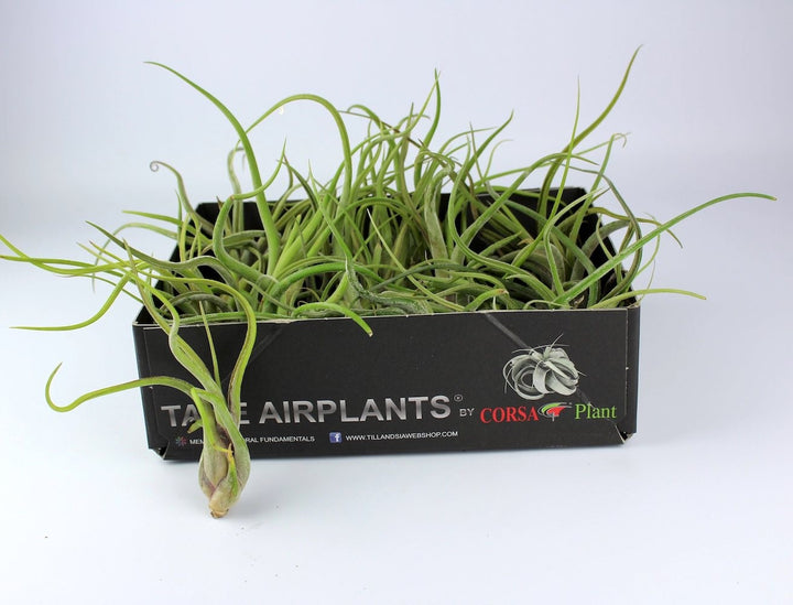 Comanda Planta aerofita  Tillandsia Caput Medusae - pret online imbatabil!