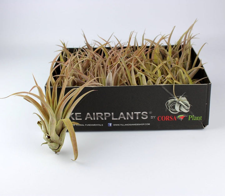 Planta aerofita Tillandsia Capitata Peach Green - pret online imbatabil!