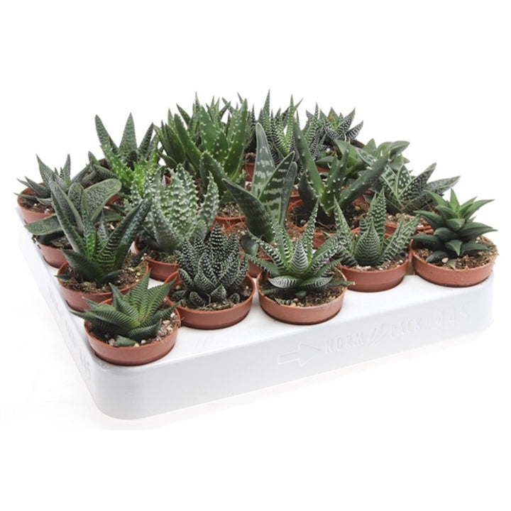 Aloe Haworthia mix de specii, pret atractiv, livrare rapida