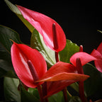 Anthurium Cherry Champion