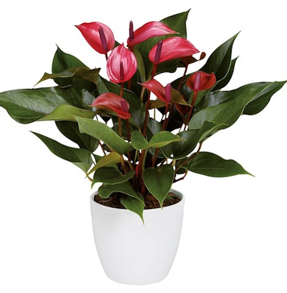 Anthurium Cherry Champion