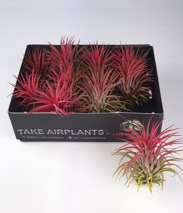 Tillandsia rosie, Ionantha red disponibila in magazin online la pret special!