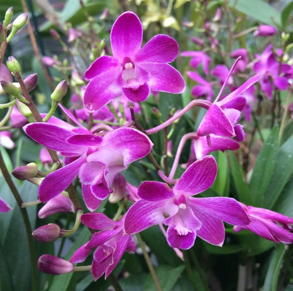 Orhidee Dendrobium Berry Oda, orhidee parfumata, pret imbatabil.