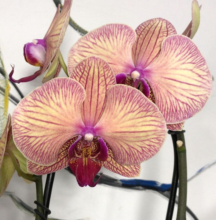 Comanda cei mai noi hibri de orhidee phalaenopsis, rezistenti si spectaculosi!