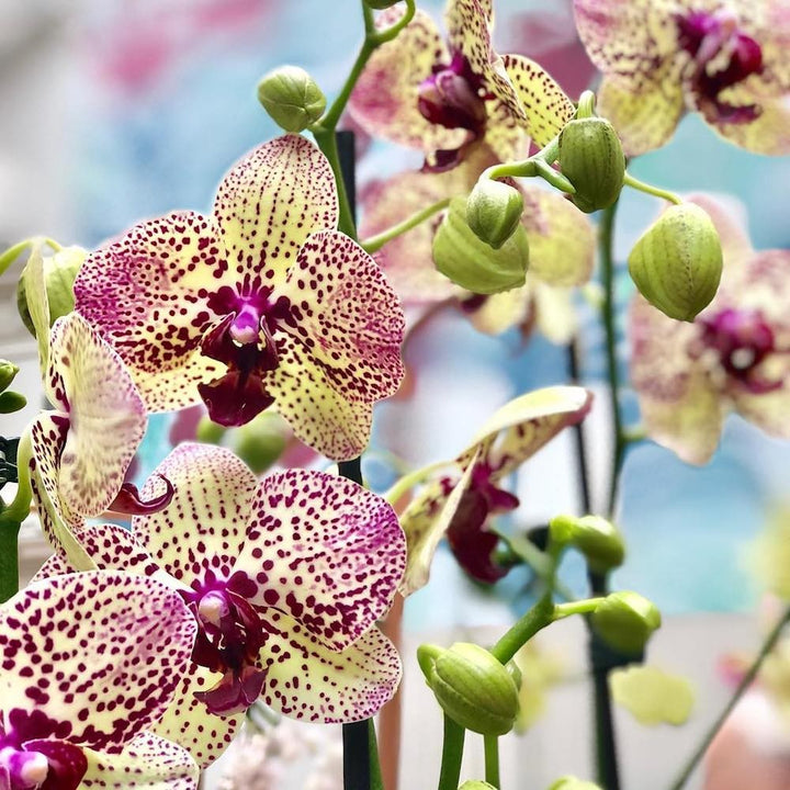 Orhidee Phalaenopsis Kleopatra, in magazin si online, pret atractiv