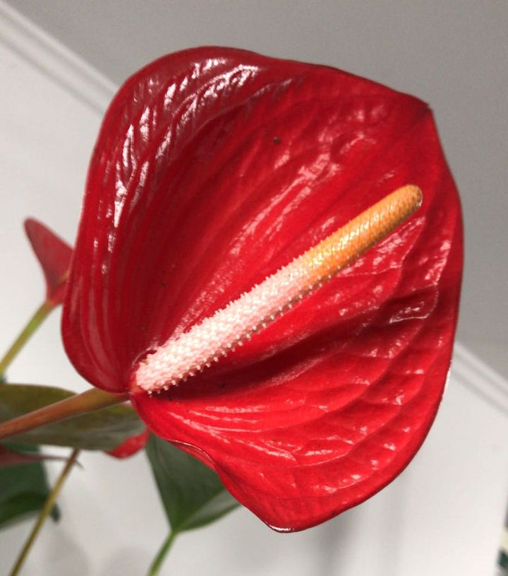 Anthurium Andreanum Princess Alexia Red - Floarea Flamingo, la cel mai bun pret online!