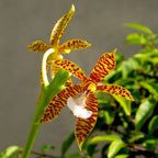 Phalaenopsis borneensis parfumat