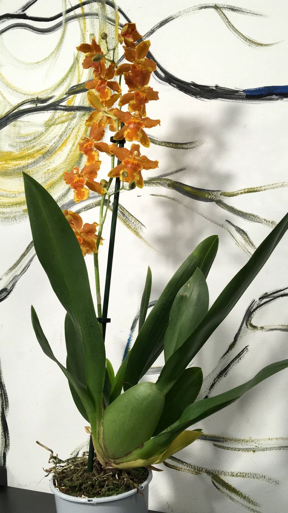 Orhidee Odontoglossum Geyser Gold Geyserland, pret atractiv, livrare oriunde in tara