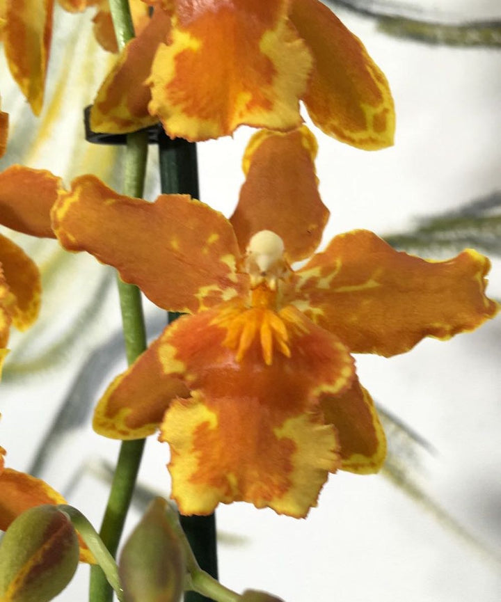 Orhidee Odontoglossum Geyser Gold Geyserland, pret atractiv, livrare oriunde in tara