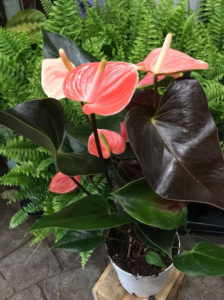 Anthurium Andreanum portocaliu, la cel mai bun pret online!