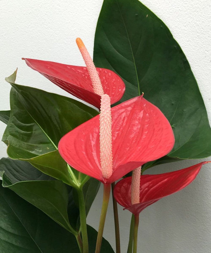 Anthurium Andreanum Princess Alexia Red - Floarea Flamingo, la cel mai bun pret online!