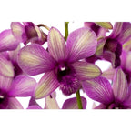 Dendrobium Phalaenopsis Sunny Cocktail