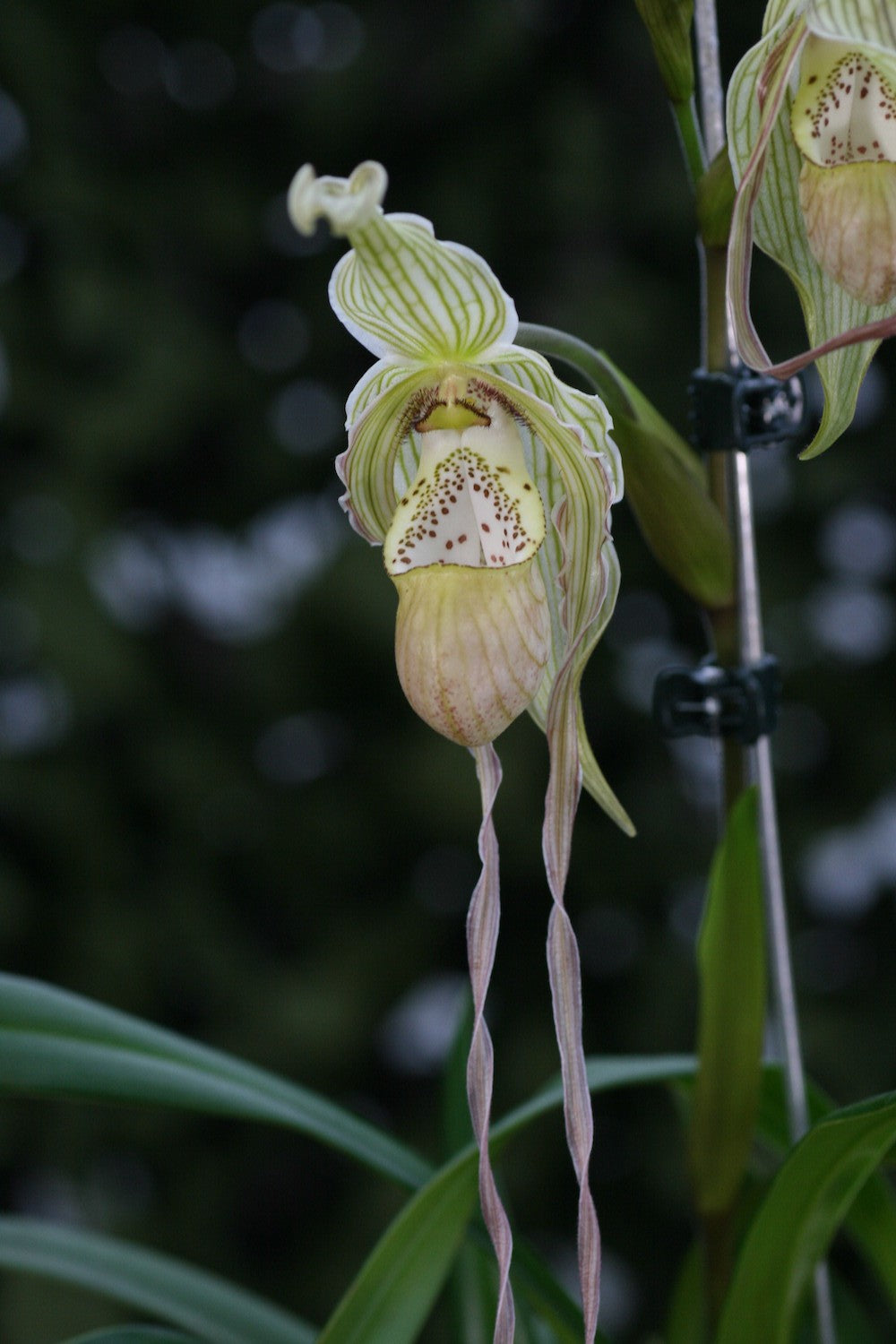 Orhidee Phragmipedium Pearcei x Wallisii, orhidee de colectie, pret atractiv