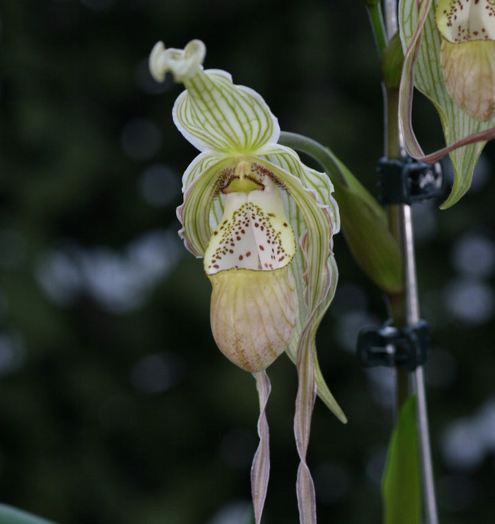 Orhidee Phragmipedium Pearcei x Wallisii, orhidee de colectie, pret atractiv