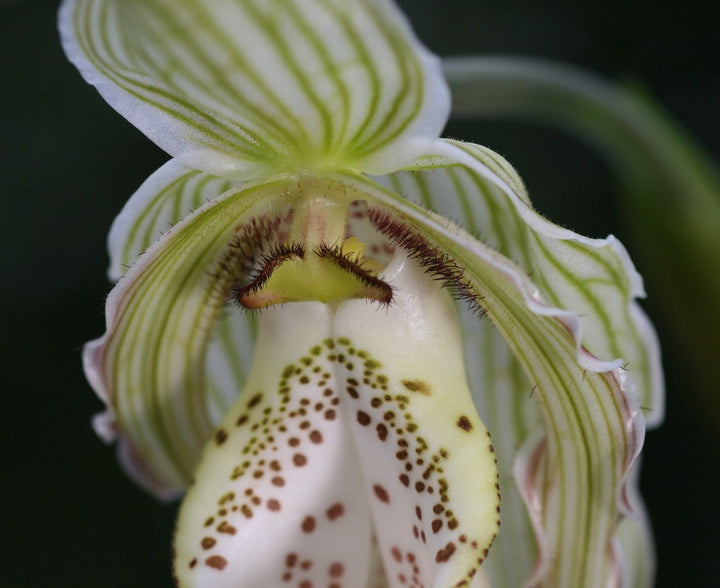 Orhidee Phragmipedium Pearcei x Wallisii, orhidee de colectie, pret atractiv