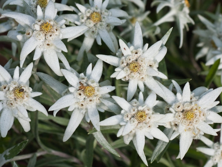 Leontopodium alpinum 'Everest' - floarea de colt la ghiveci