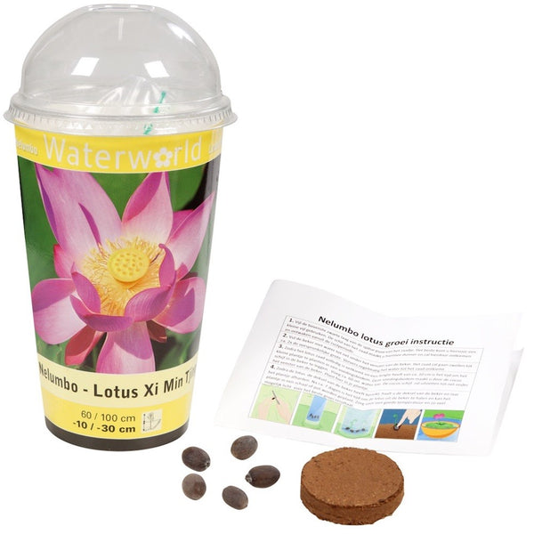 Seminte Lotus Nelumbo la ghiveci, mix de culori, pret atractiv