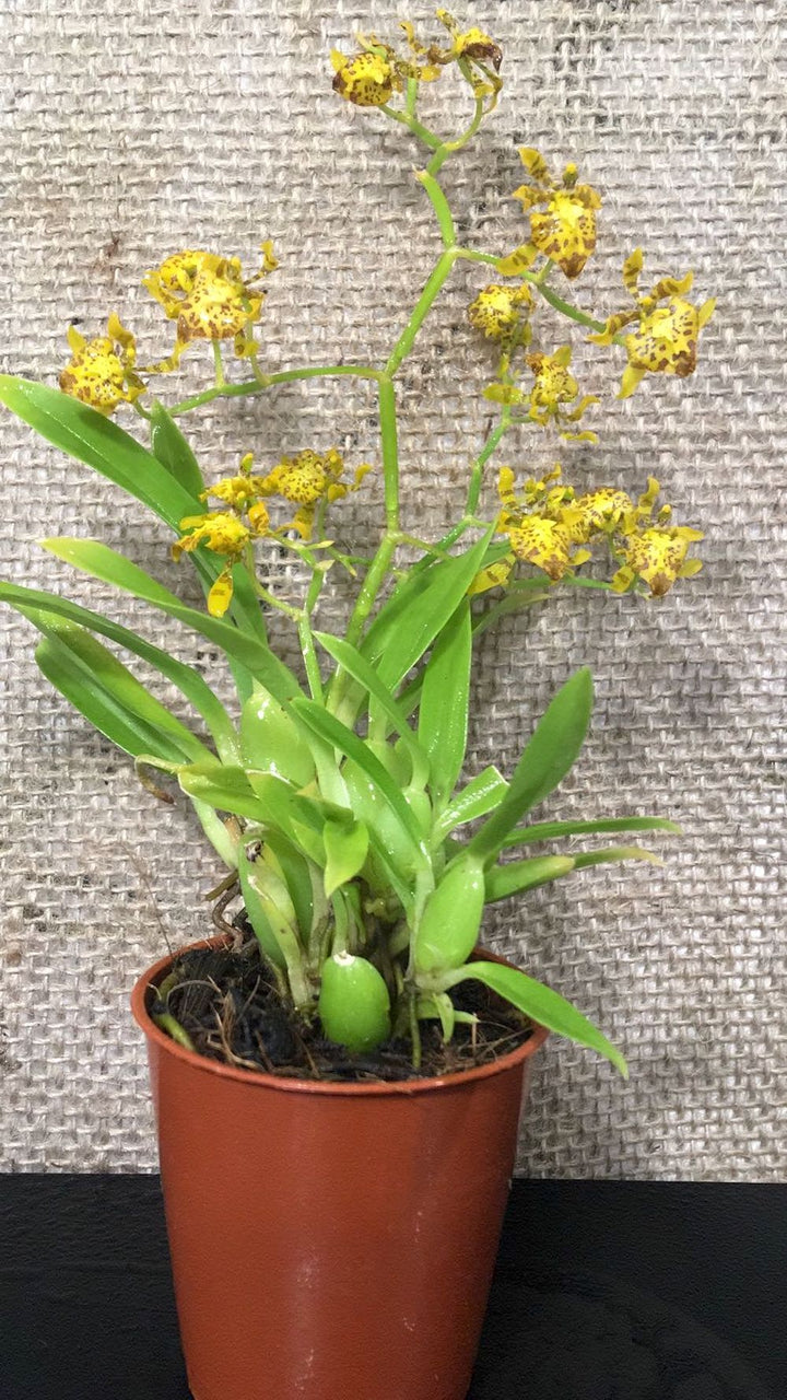 Cyrtochilum (Oncidium) Meirax