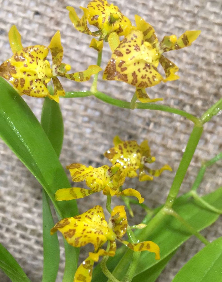 Cyrtochilum (Oncidium) Meirax