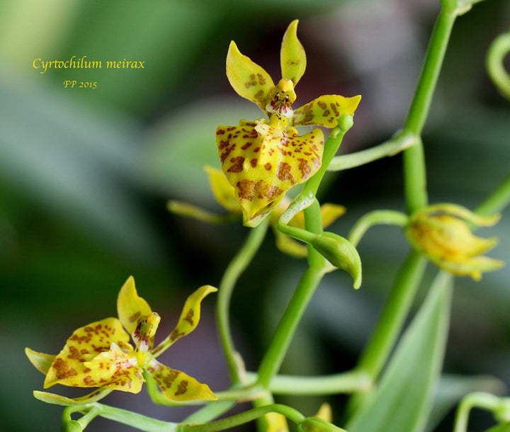 Cyrtochilum (Oncidium) Meirax