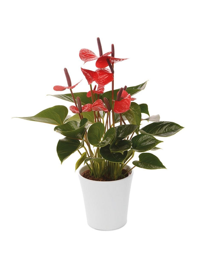 Anthurium 'Lipstick Red'