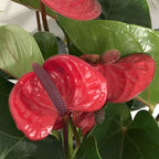 Anthurium 'Lipstick Red'