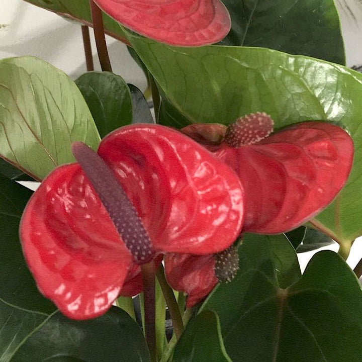 Anthurium 'Lipstick Red'