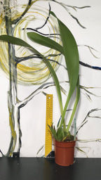 Orhidee Maxillaria Triloris parfumata online, la un pret special.