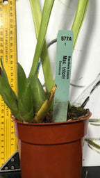 Orhidee Maxillaria Triloris parfumata online, la un pret special.