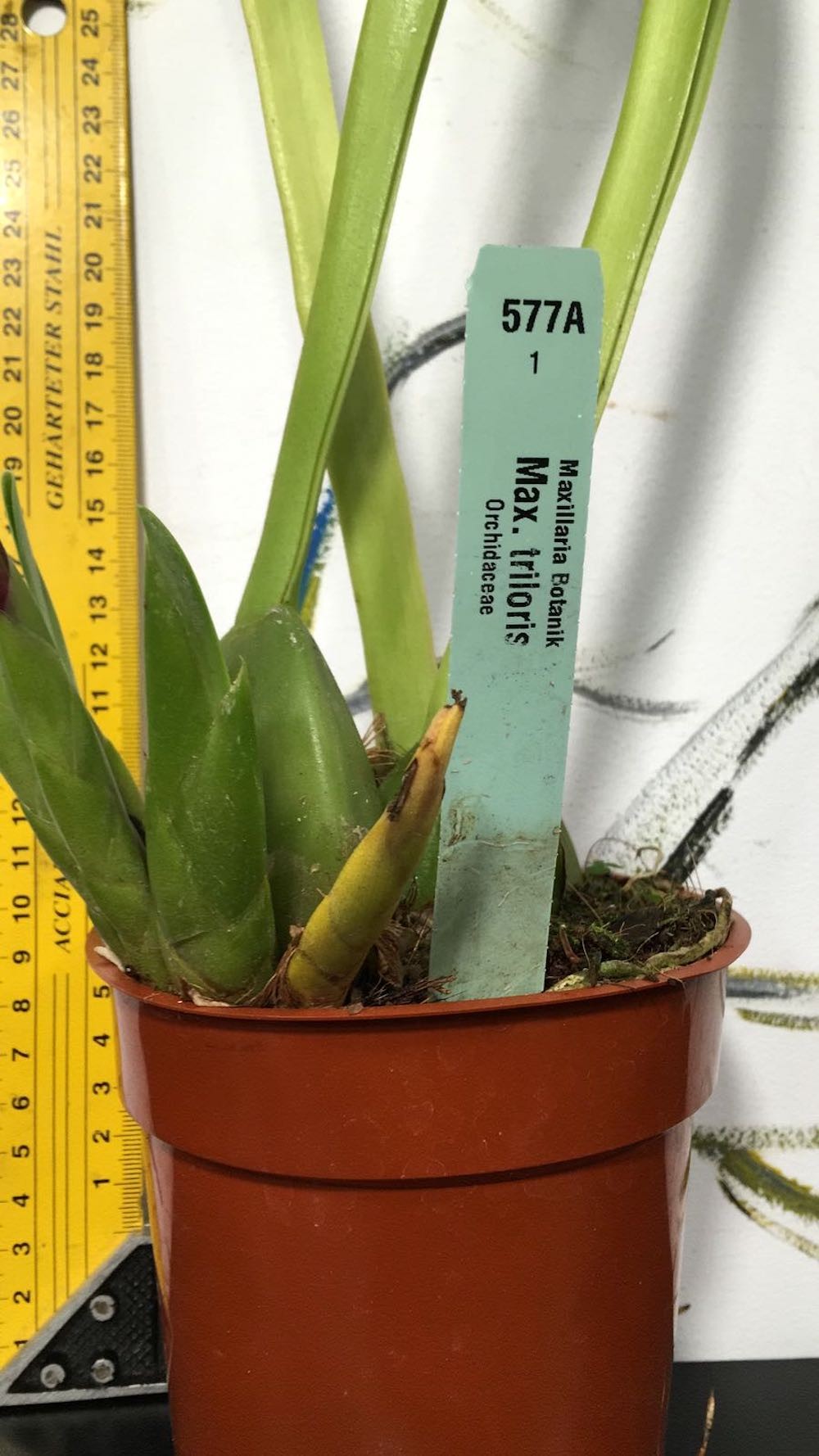 Orhidee Maxillaria Triloris parfumata online, la un pret special.