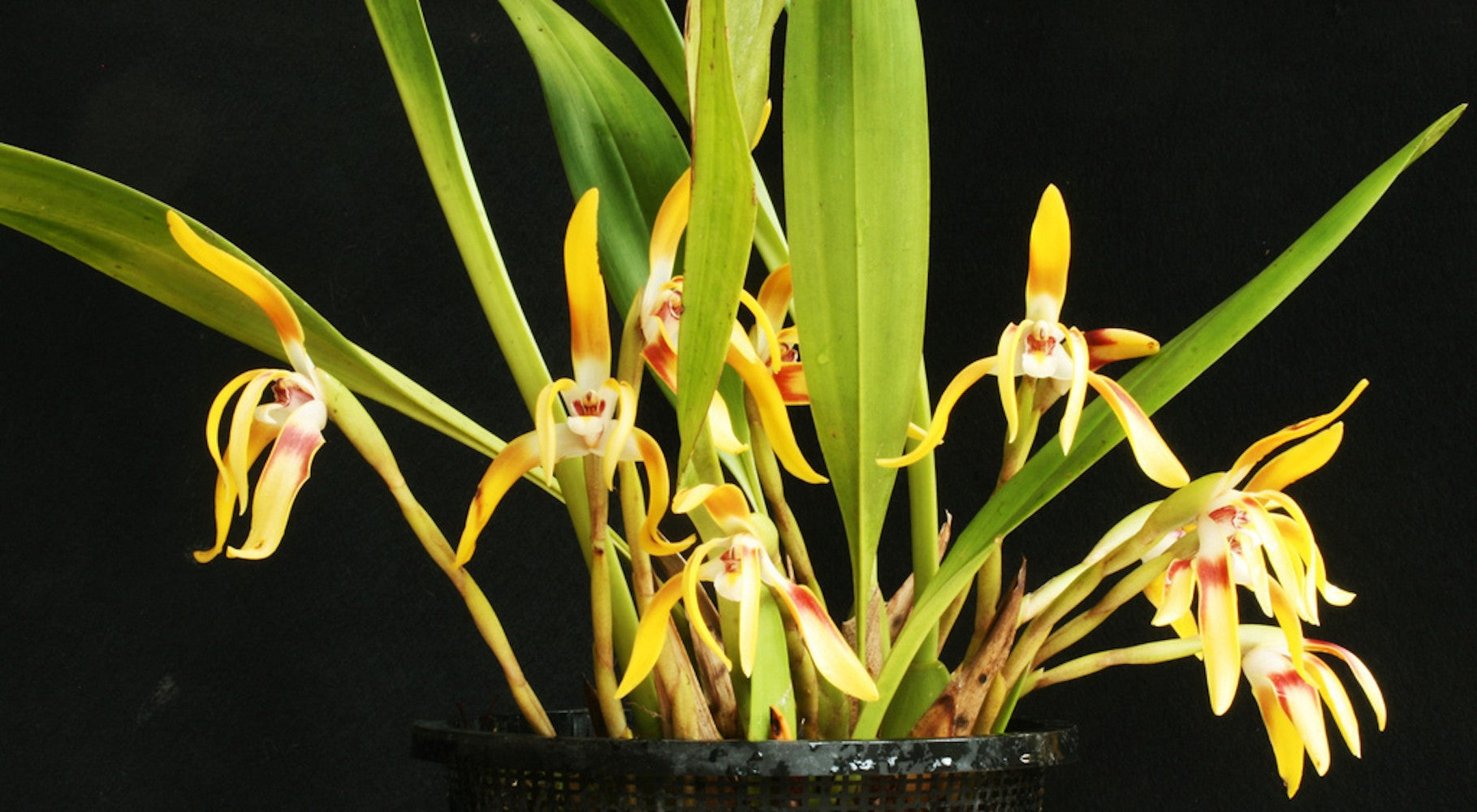 Orhidee Maxillaria Triloris parfumata online, la un pret special.