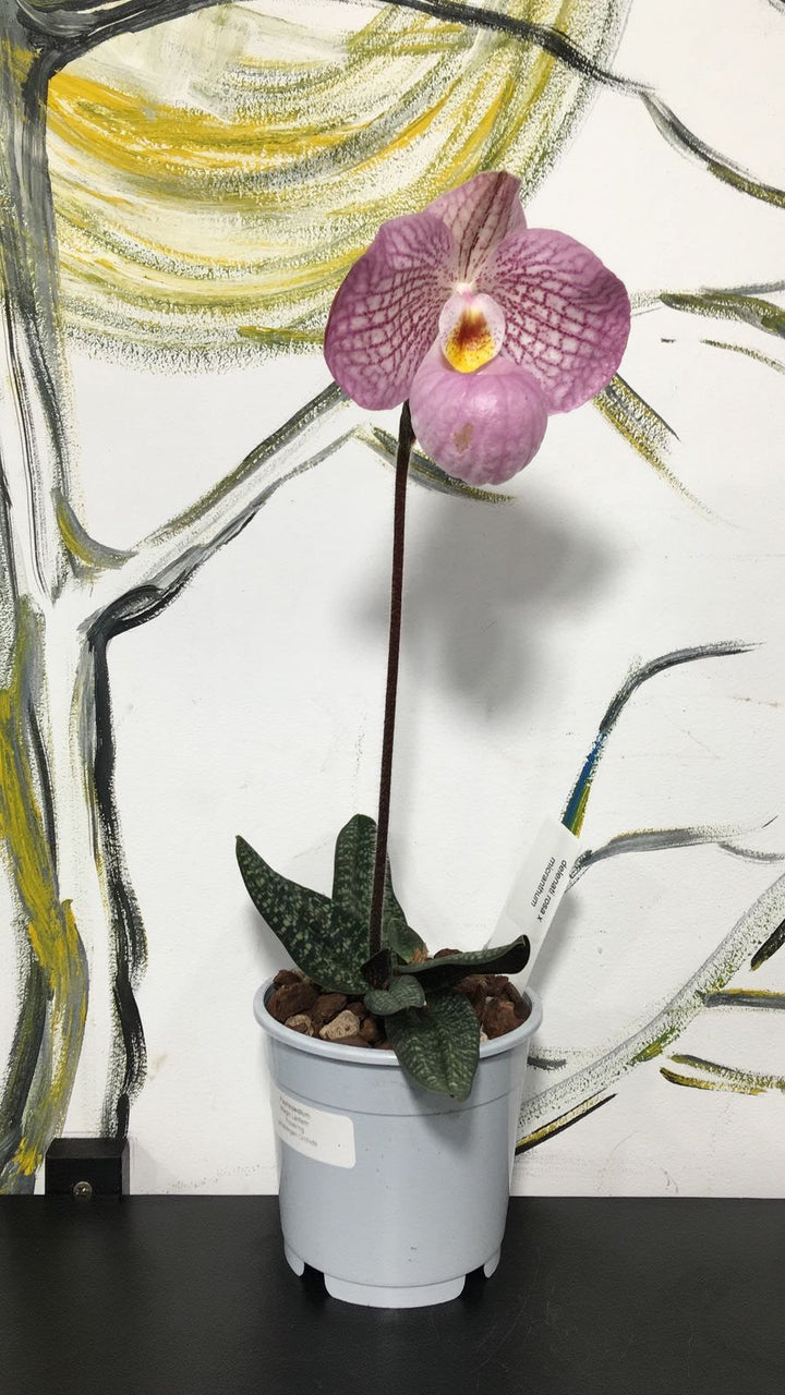 Paphiopedilum Appletonianum x Thailandese